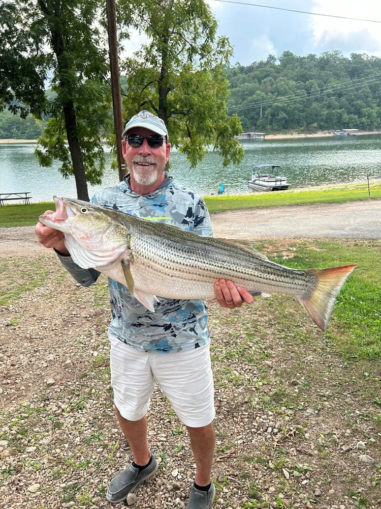 Striped Bass On Beautiful Beaver Lake In Rogers