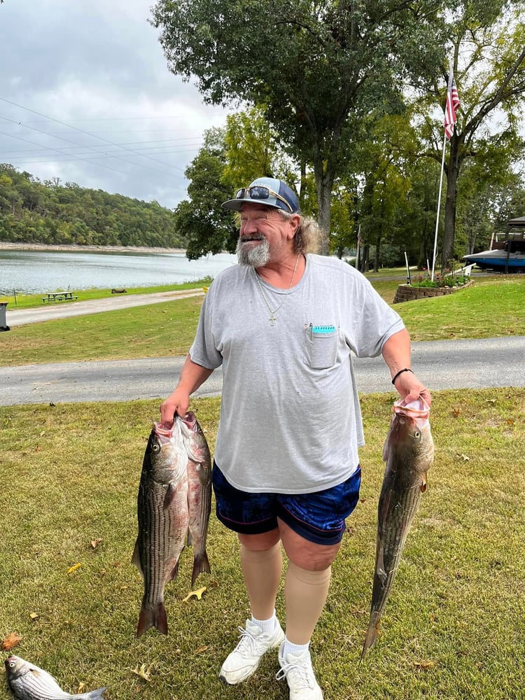 Striped Bass On Beautiful Beaver Lake In Rogers