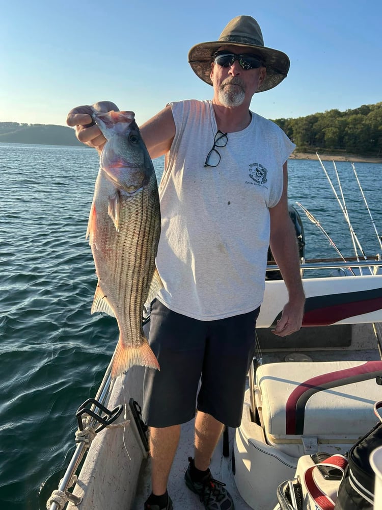 Striped Bass On Beautiful Beaver Lake In Rogers