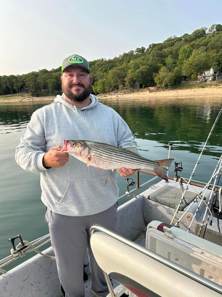 Striped Bass On Beautiful Beaver Lake In Rogers