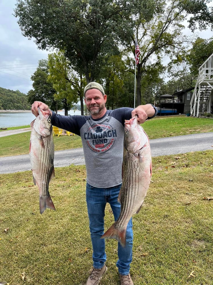 Striped Bass On Beautiful Beaver Lake In Rogers