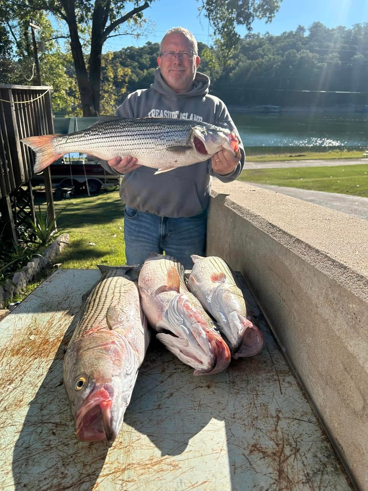 Striped Bass On Beautiful Beaver Lake In Rogers