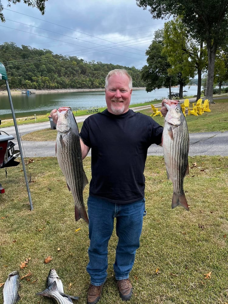 Striped Bass On Beautiful Beaver Lake In Rogers