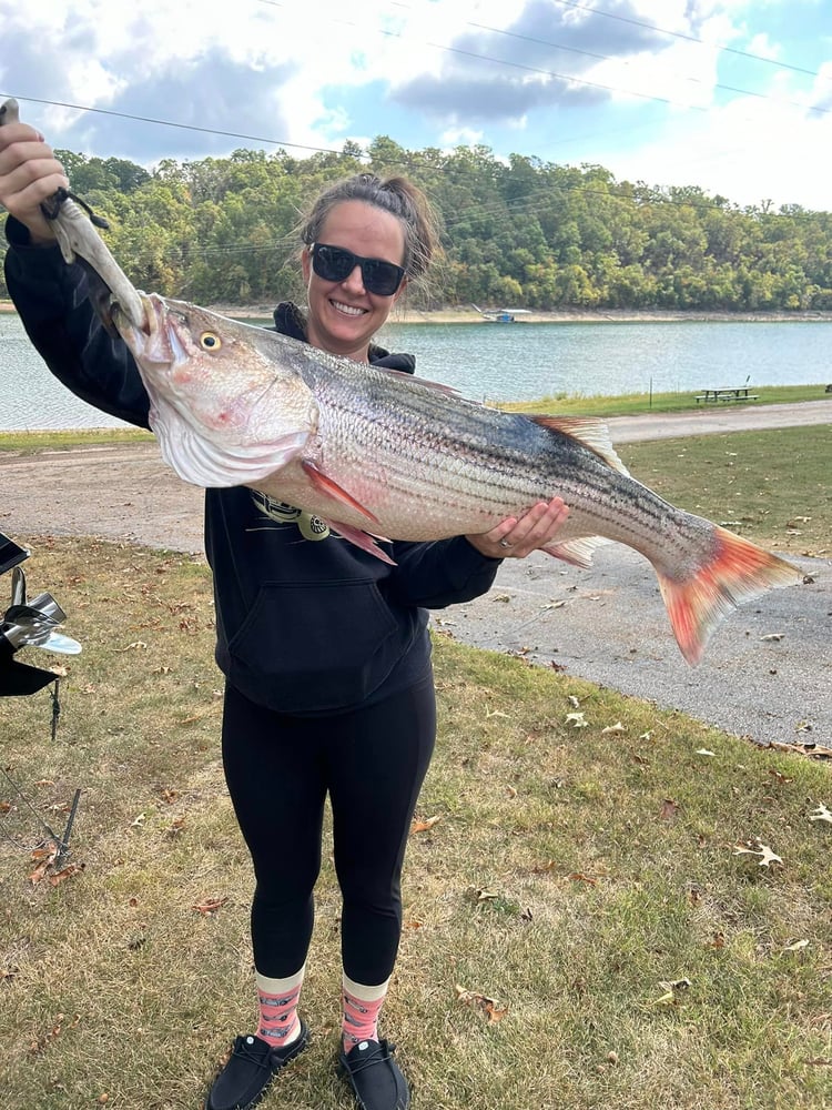 Striped Bass On Beautiful Beaver Lake In Rogers