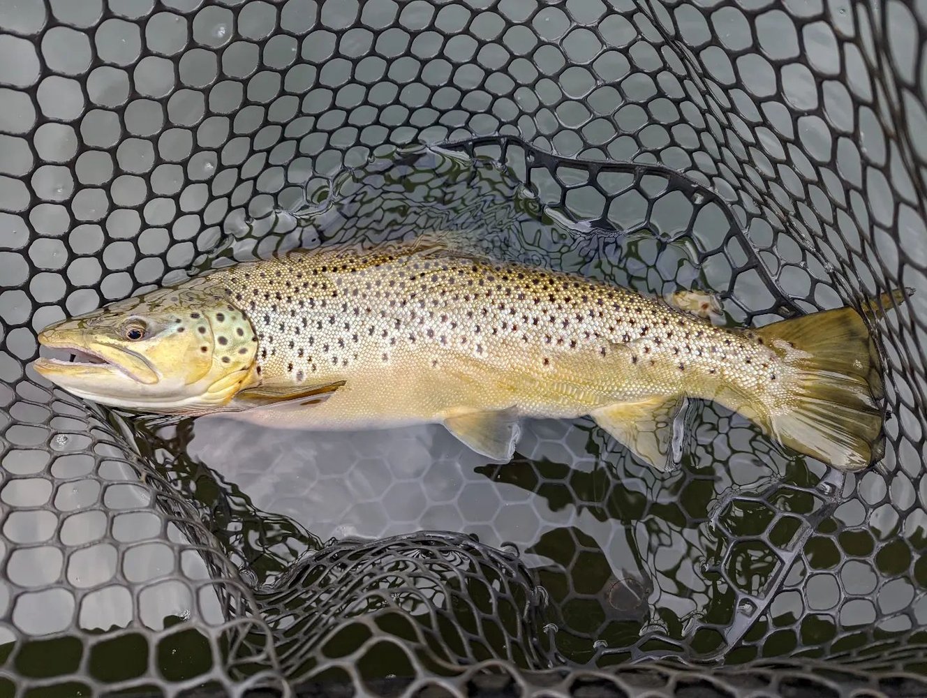 Eastern TN Trout Float Trips In Sevierville