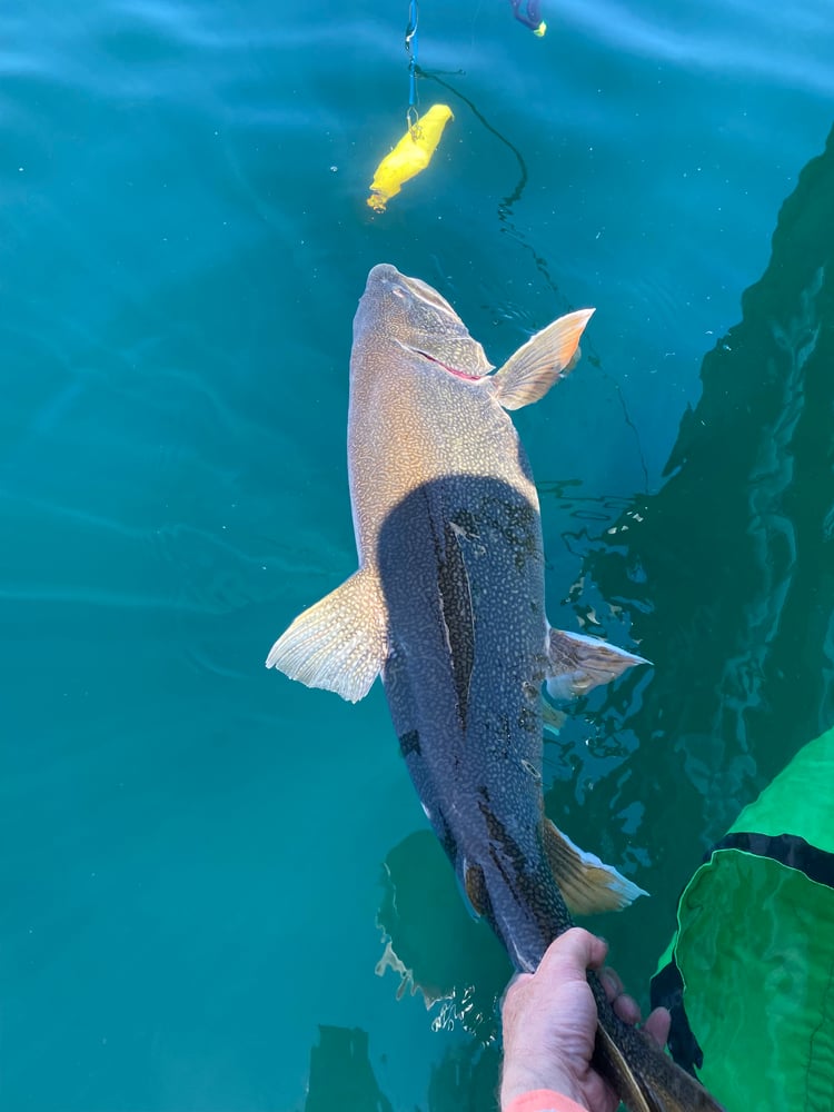 Lake Trout Trolling On Lake Ontario In Kingston