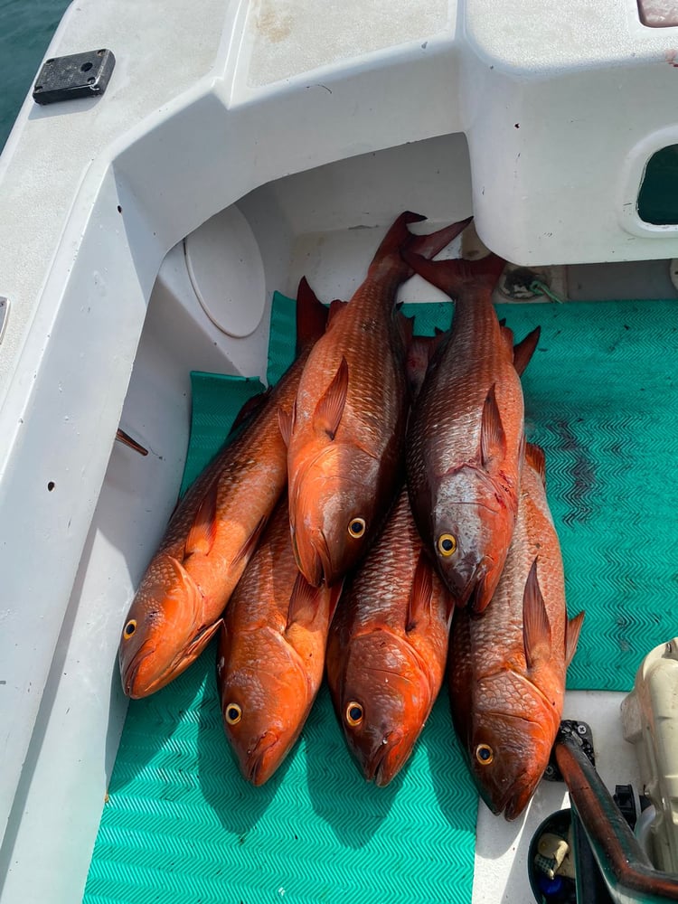 Fish Hunter In Playa Herradura