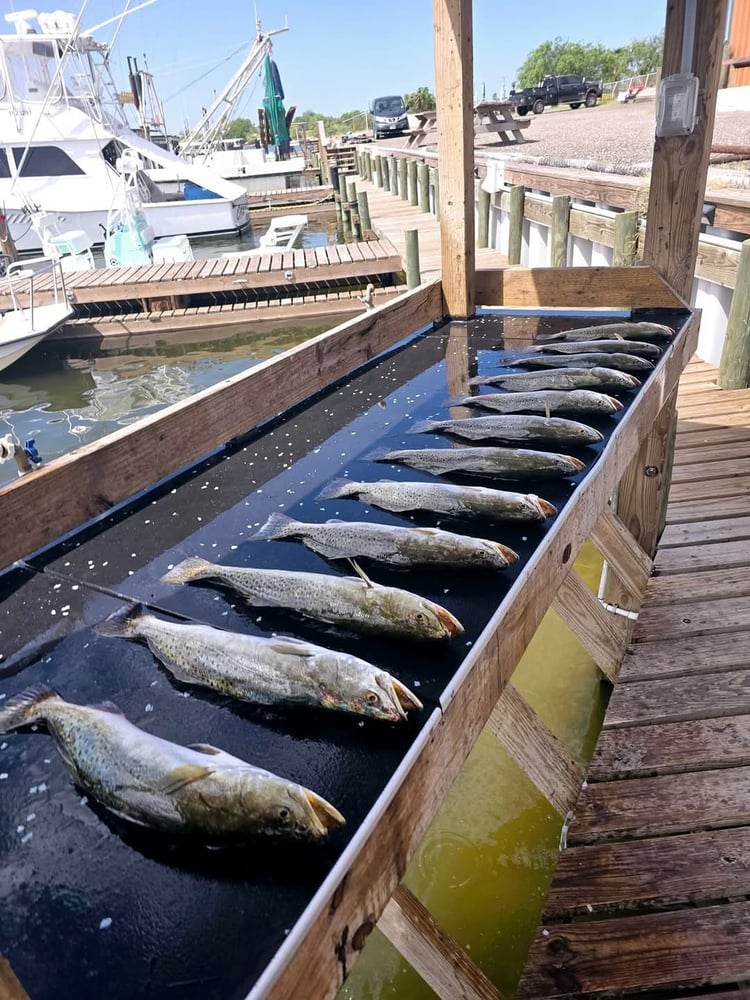 6 Hour Bay Trip In Port Mansfield