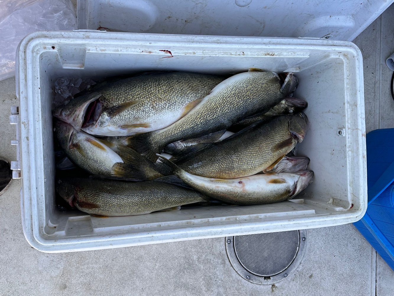 Lake Erie Premium Walleye Experience In Grand River