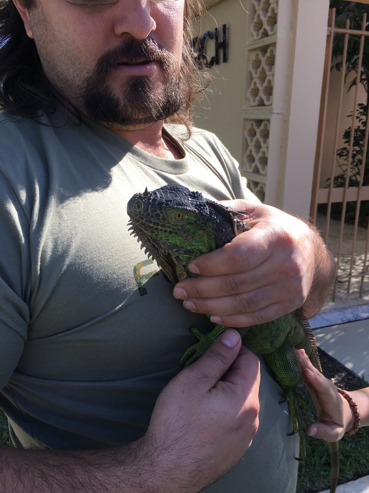 Iguana Hunting In Weston