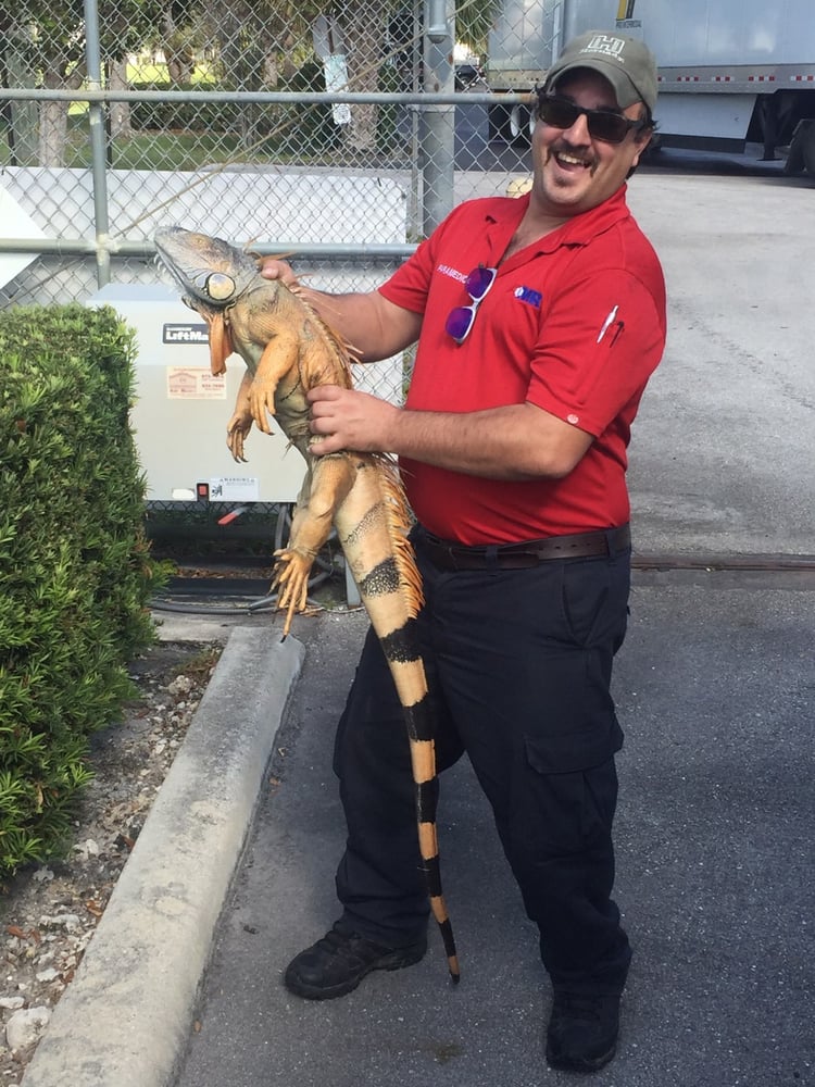 Iguana Hunting In Weston