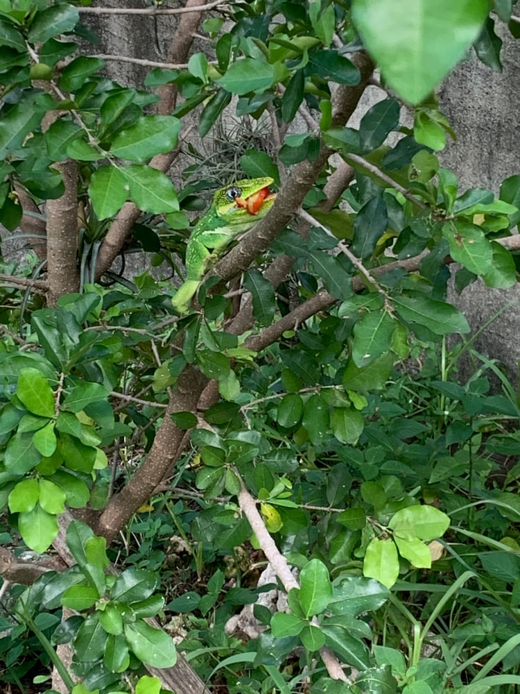 Iguana Hunting In Weston