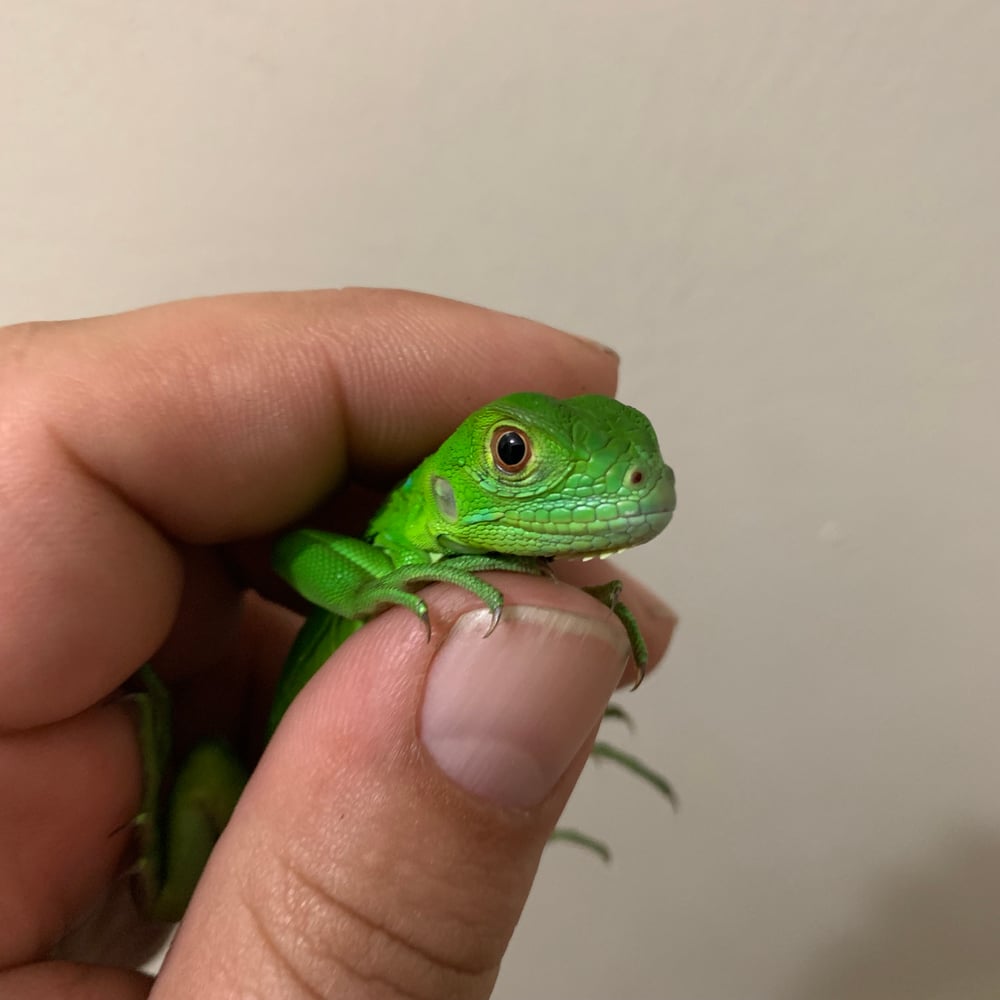 Iguana Hunting In Weston