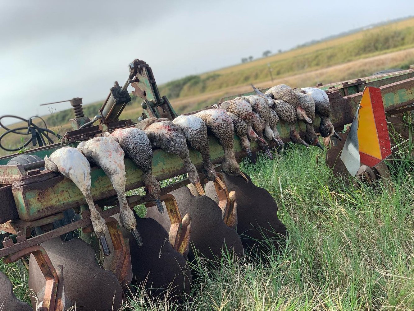 Garwood TX Duck Hunts In Garwood