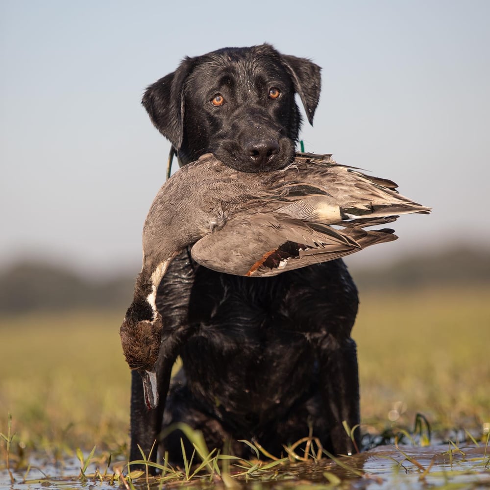 Garwood TX Duck Hunts In Garwood