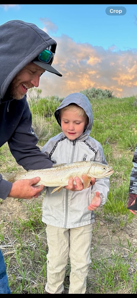 Half Day Trophy Brown Trout Excursion. Spin-cast Fishing In Cody