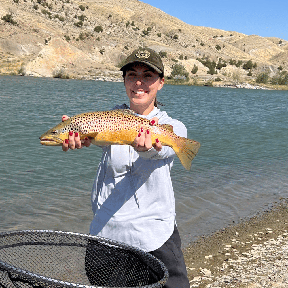 Half Day Trophy Brown Trout Excursion. Spin-cast Fishing In Cody