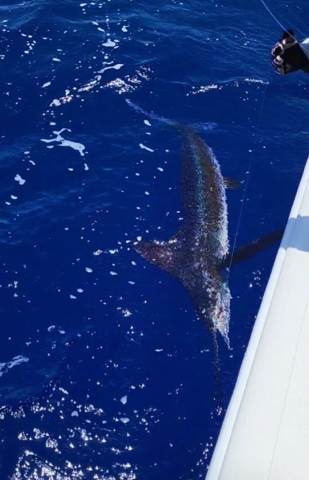 Offshore Fishing In Loiza