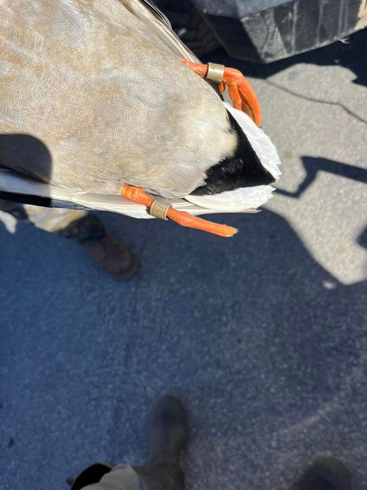 Central Texas Duck Hunts W/ Lodging In Eastland