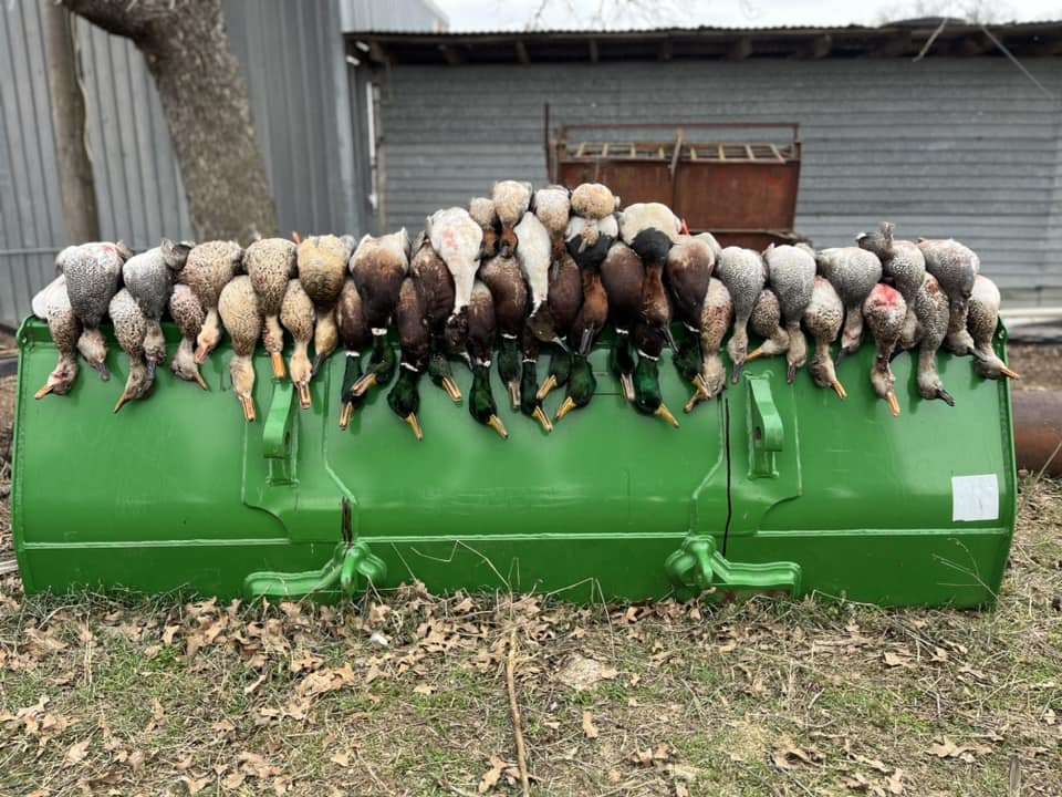 Central Texas Duck Hunts W/ Lodging In Eastland