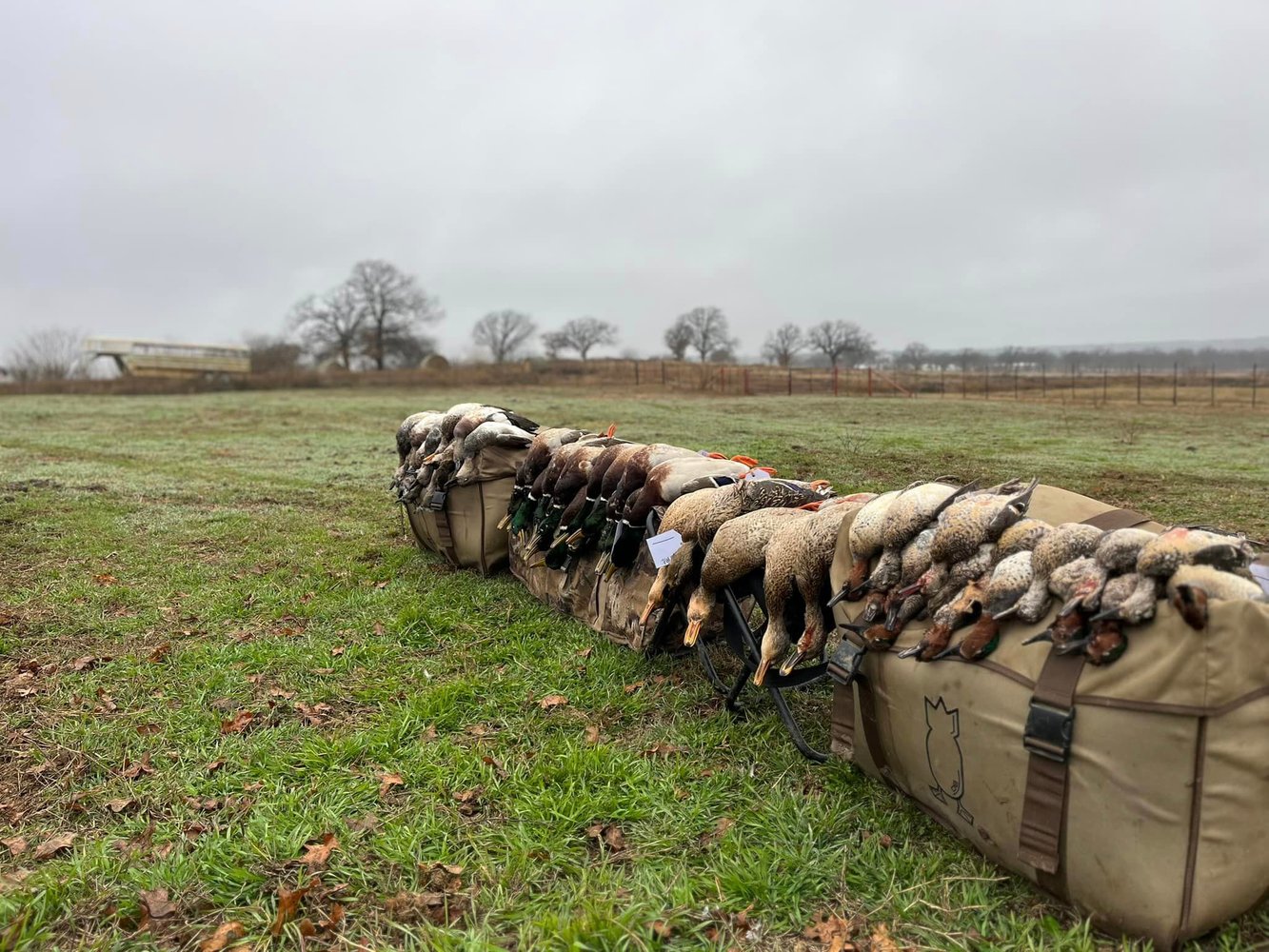 Central Texas Duck Hunts W/ Lodging In Eastland