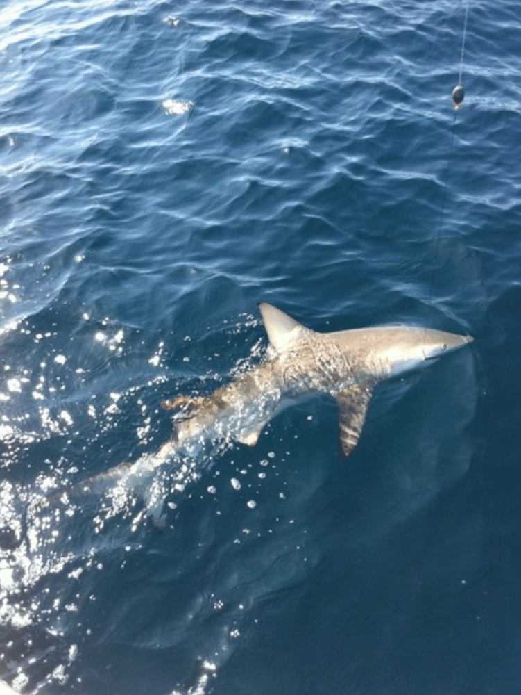 Shark And Bull Drum Trip In Galveston