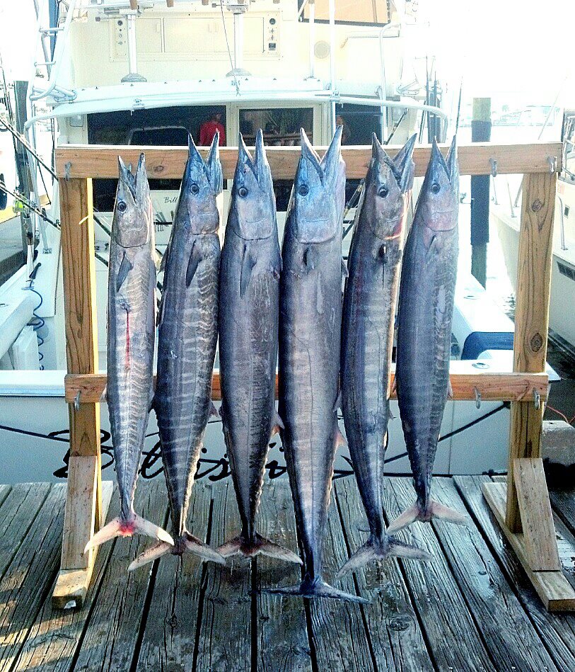 Live Action Offshore - 48’ Viking In Panama City