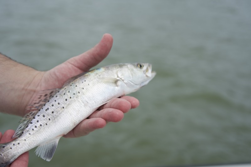 Texas City Jetty Trip In Texas City