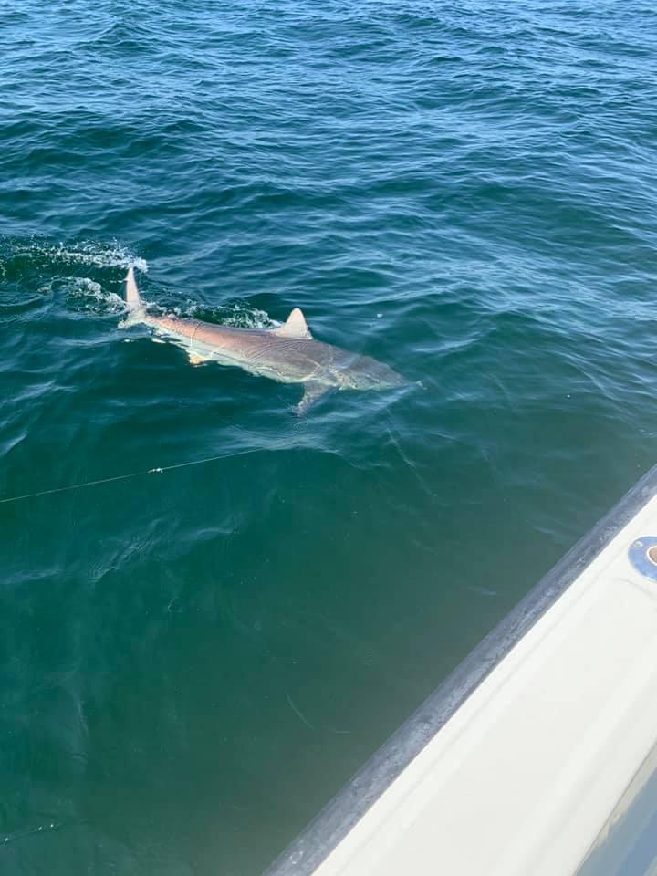 Texas City Shark Trip In Texas City