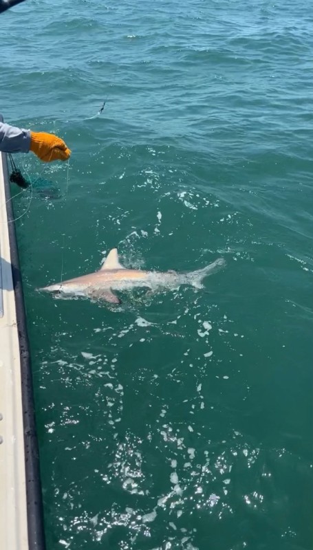 Texas City Shark Trip In Texas City