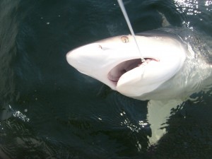 8 Hour Offshore In Galveston