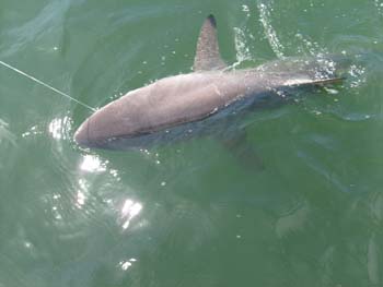 8 Hour Offshore In Galveston