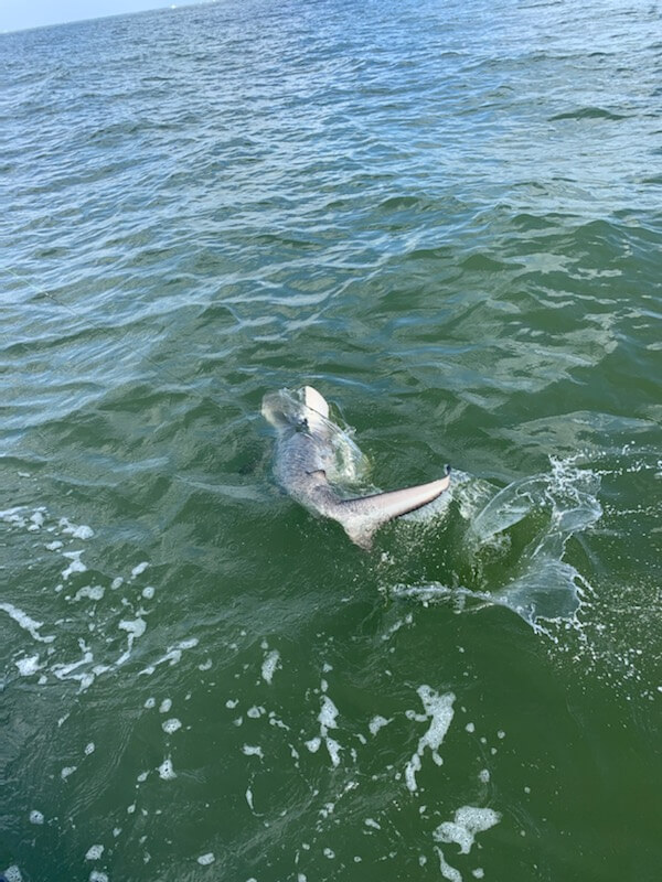 Galveston Bay Shark Special In Galveston