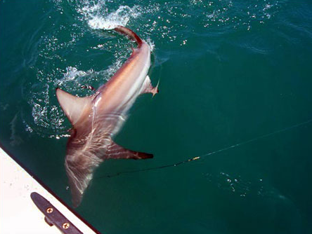 Galveston Bay Shark Special In Galveston