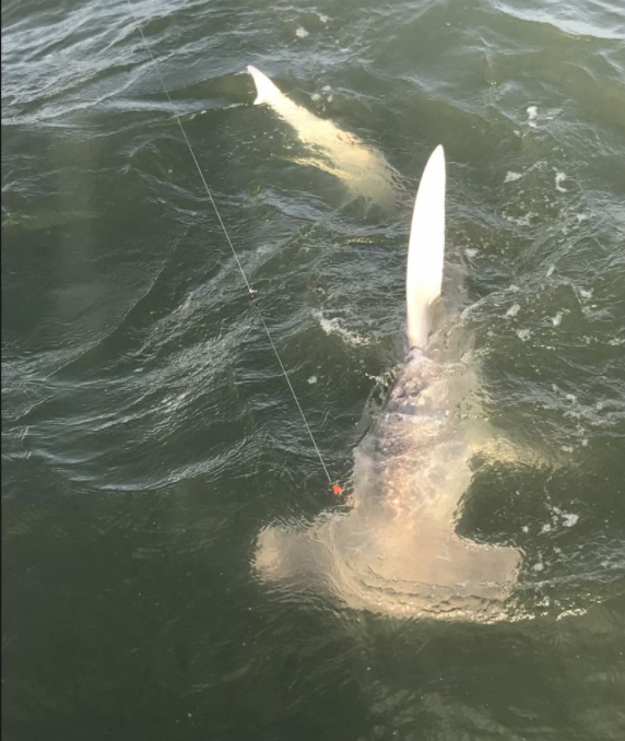 Galveston Bay Shark Special In Galveston