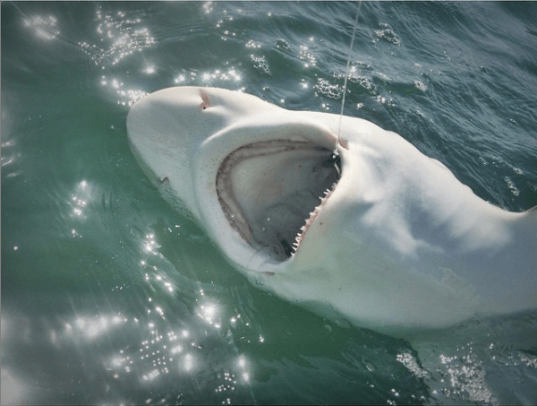 Shark Fishing Trip In Ogden