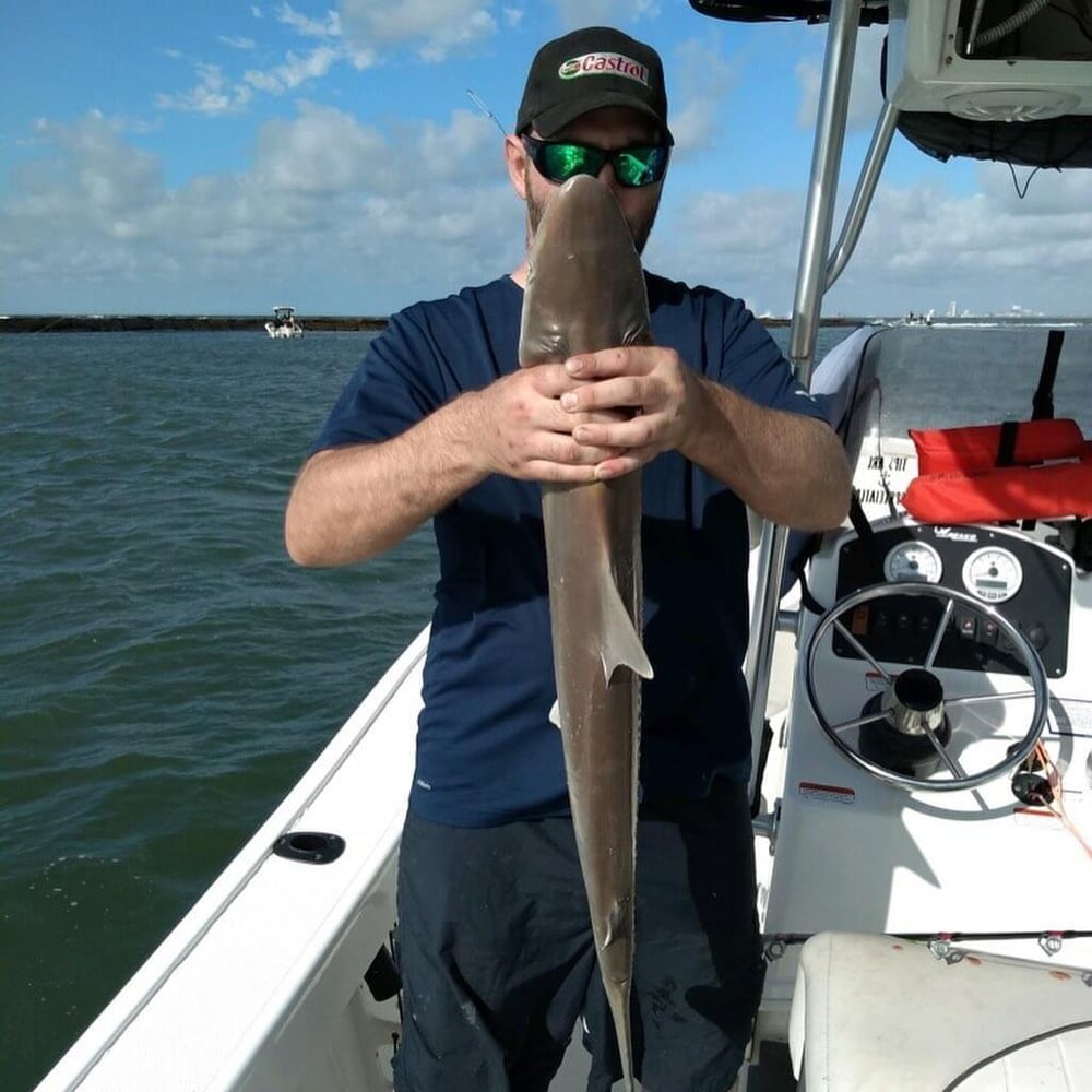 21' Mako Shark Hunt (June-August) In Galveston