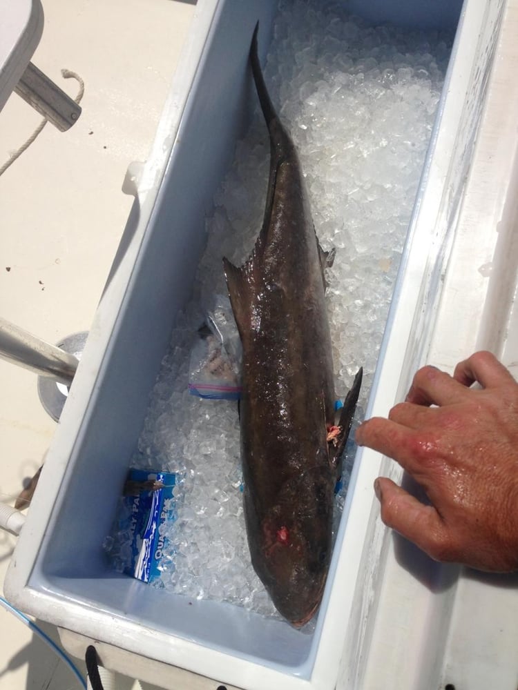 Destin Fishing Fun In Destin