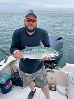 Little Tunny / False Albacore Fishing in Jacksonville, Florida