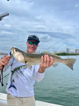 Speckled Trout / Spotted Seatrout fishing in Sarasota, Florida