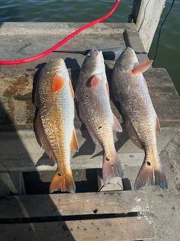 Redfish Fishing in Rockport, Texas