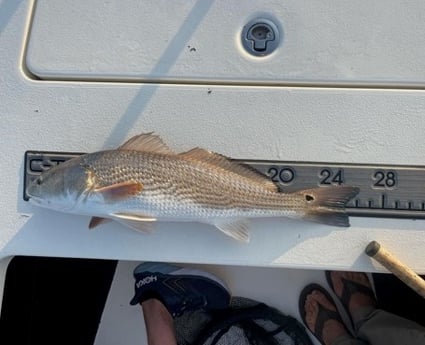 Redfish fishing in Wrightsville Beach, North Carolina