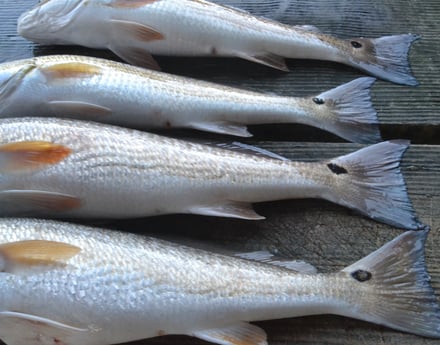 Redfish fishing in Galveston, Texas