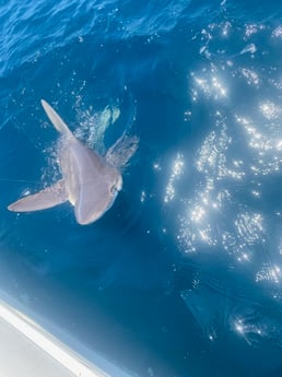 Blacktip Shark Fishing in Destin, Florida