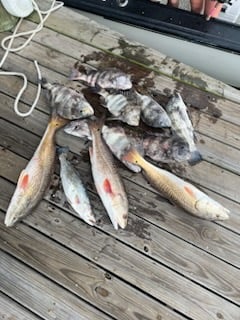 Redfish, Sheepshead, Speckled Trout Fishing in Galveston, Texas