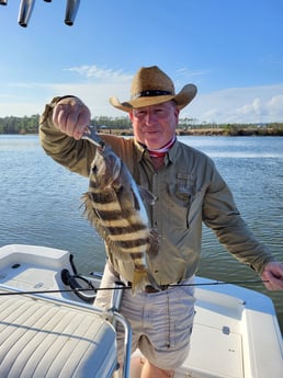 Sheepshead Fishing in Gulf Shores, Alabama