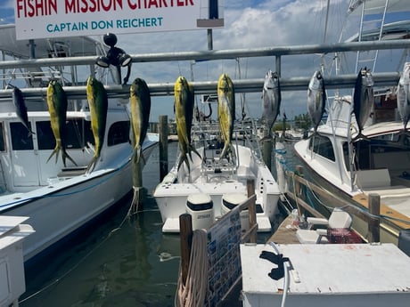 Blackfin Tuna, Mahi Mahi Fishing in Islamorada, Florida