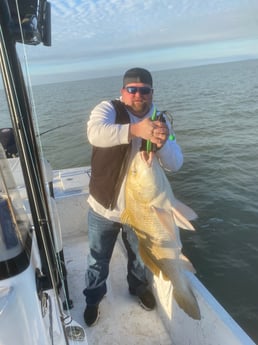 Black Drum fishing in Galveston, Texas