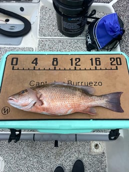 Mangrove Snapper fishing in Holmes Beach, Florida