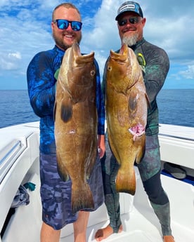 Black Grouper fishing in Islamorada, Florida